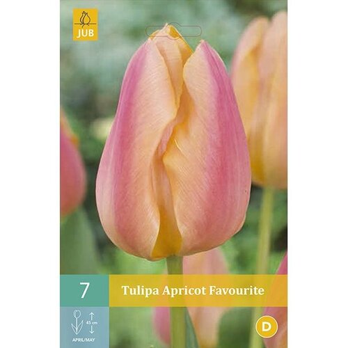 Tulpen apricot favourite 7 tulpenbollen