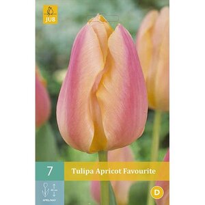 Tulpen apricot favourite 7 tulpenbollen