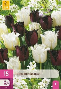 Tulpen breakdance mix 15 bollen