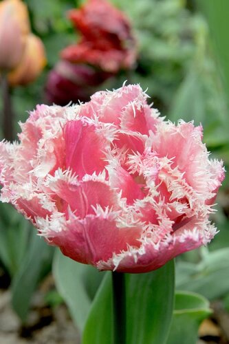 Tulpen Queensland 5 stuks - afbeelding 2