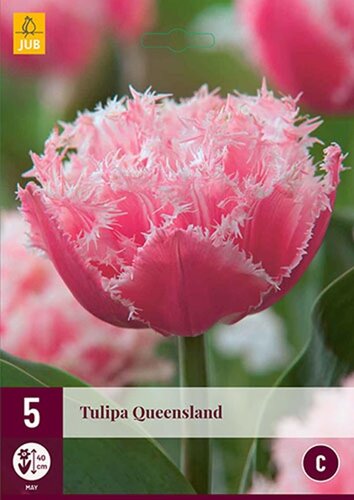 Tulpen Queensland 5 stuks - afbeelding 1