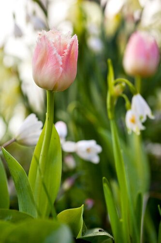 Tulpen Queensland 5 stuks - afbeelding 3