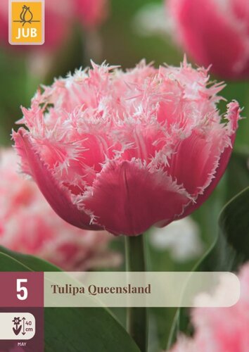 Tulpen Queensland 5 stuks - afbeelding 1