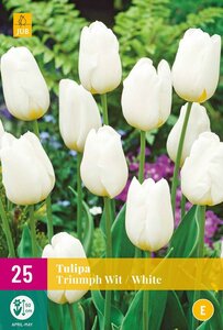 Tulpenbollen triumph wit 25 stuks