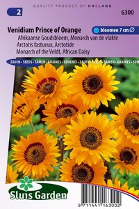 Bestel hier Venidium Fastuosum zaden Prince of Orange