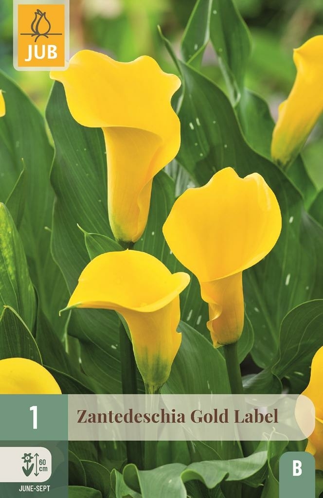 Calla gold label - Koopzaden.nl
