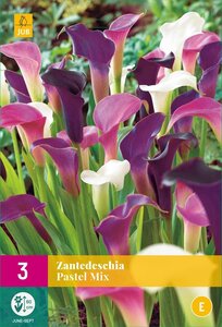 Calla Zantedeschia pastel mix