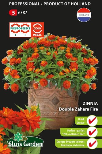 Zinnia marylandica Double Zahara Fire